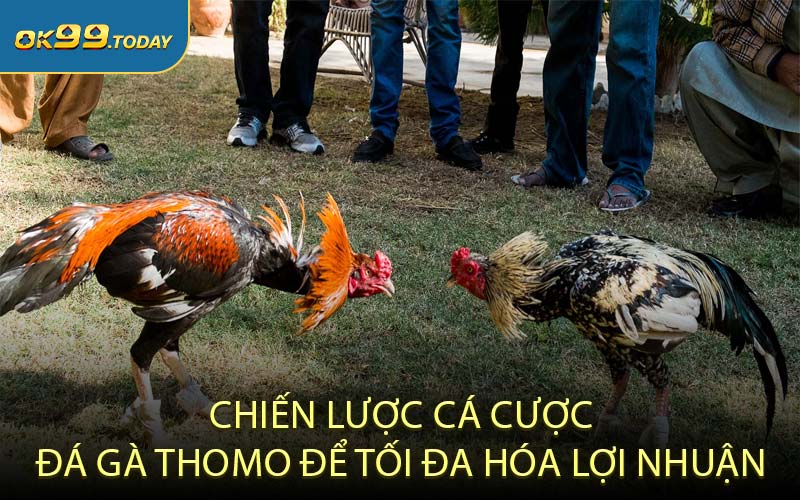 Chiến lược cá cược đá gà Thomo để tối đa hóa lợi nhuận