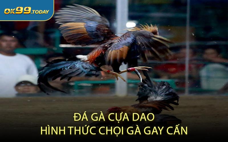 Đá gà cựa dao Hình thức chọi gà gay cấn