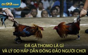 Đá gà Thomo là gì và lý do hấp dẫn đông đảo người chơi