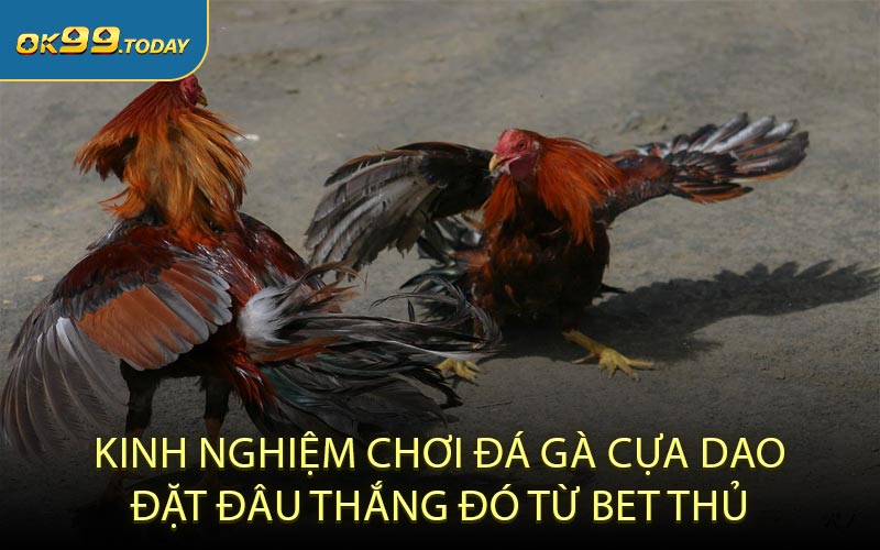 Kinh nghiệm chơi đá gà cựa dao đặt đâu thắng đó từ bet thủ