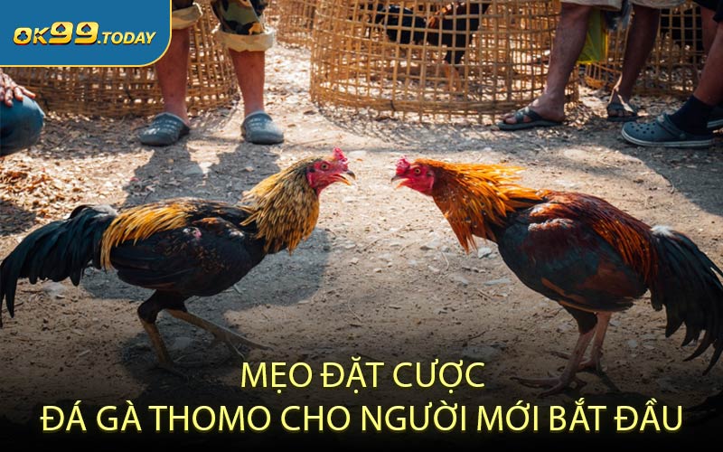 Mẹo đặt cược đá gà Thomo cho người mới bắt đầu